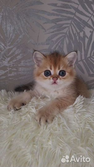 Шотландский котенок