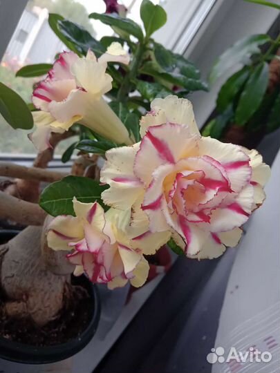 Адениум прививка