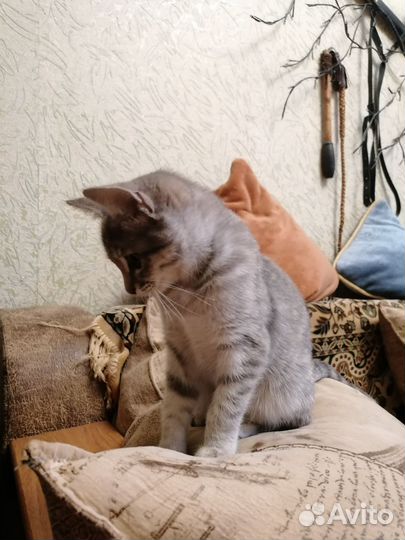 Кошка в дар бесплатно