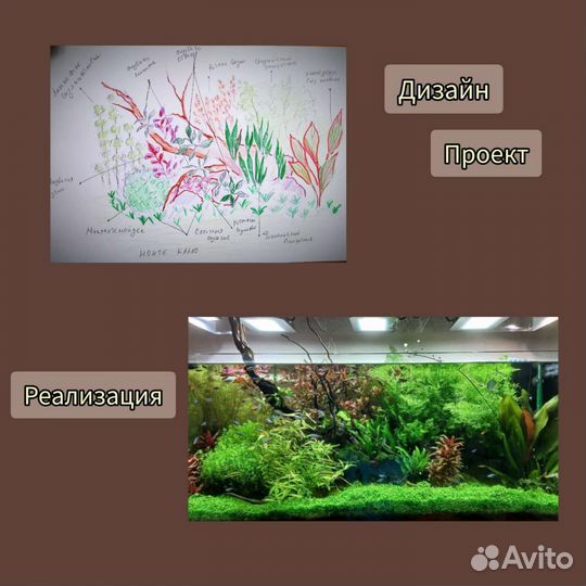 Дизайн аквариума (подбор растений)