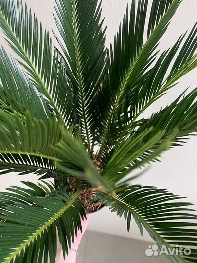 Пальма цикас