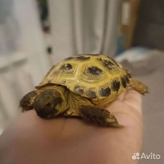 Черепаха