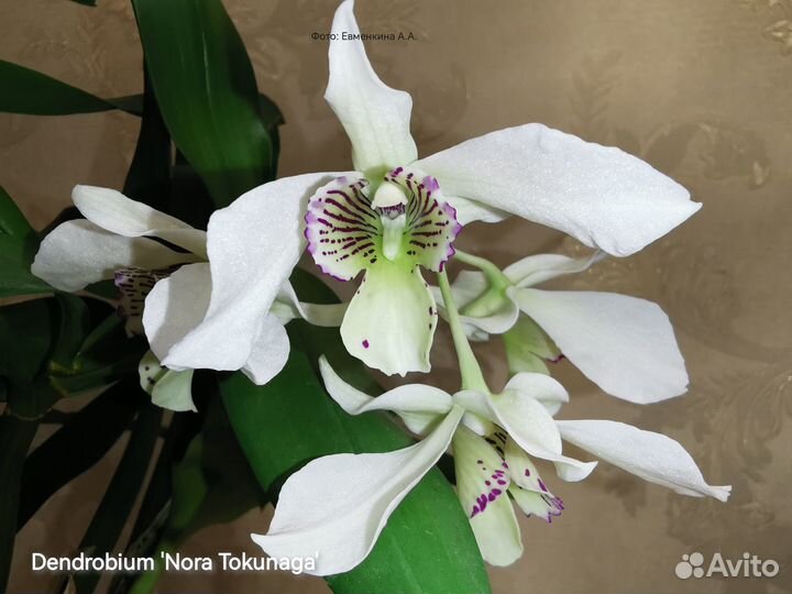 Орхидея Dendrobium 'Nora Tokunaga'