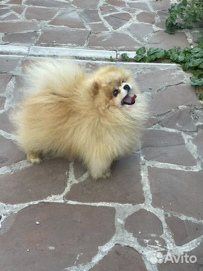 Померанский шпиц мини мальчик