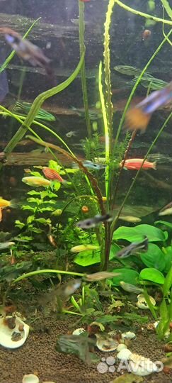 Аквариумные рыбки и растения