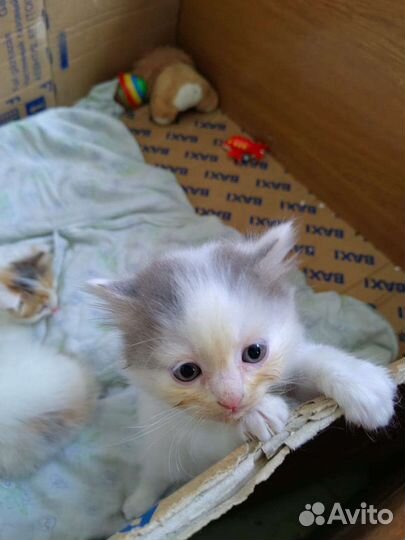 Котята в добрые руки бесплатно