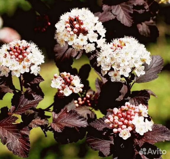 Пузыреплодник Диабло декоративный кустарник