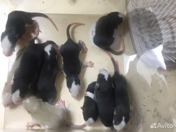 Крысята Дамбо. родились 1 марта