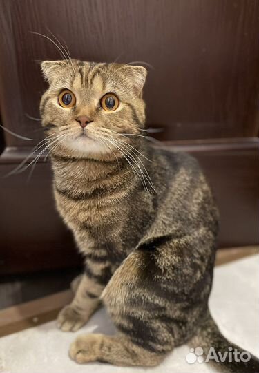 Шотландский кот вязка