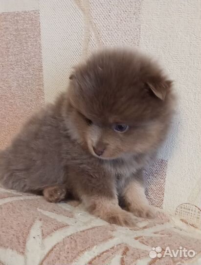 Щенки шпица