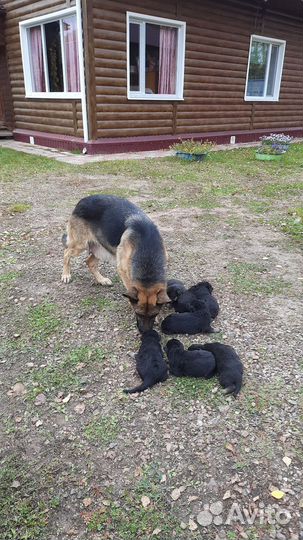 Щенки немецкой овчарки