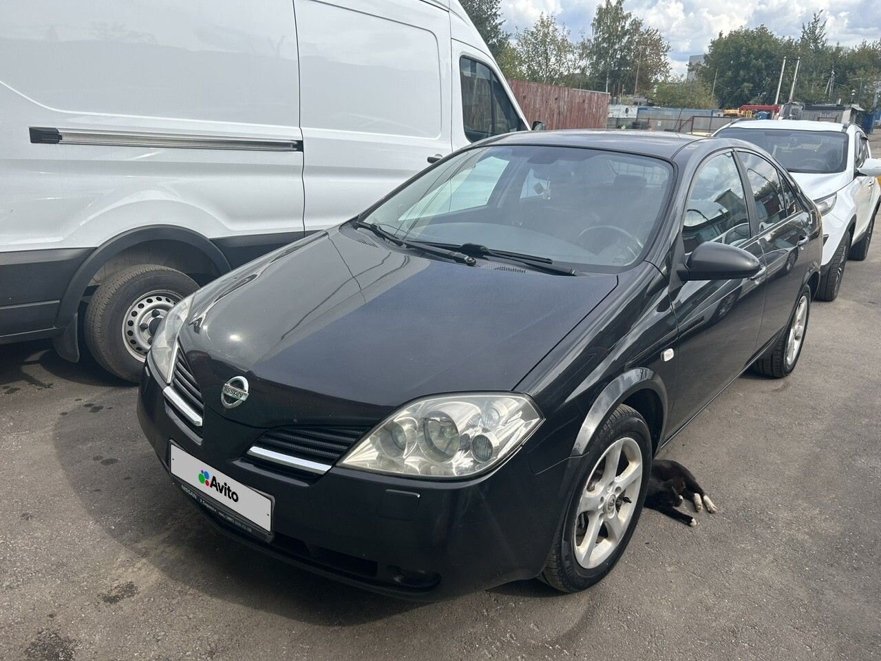 Nissan Primera: фото владельца