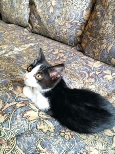 Котик 1 год 4 месяца мальчик