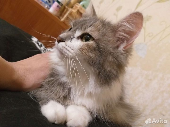 Кошка в добрые руки