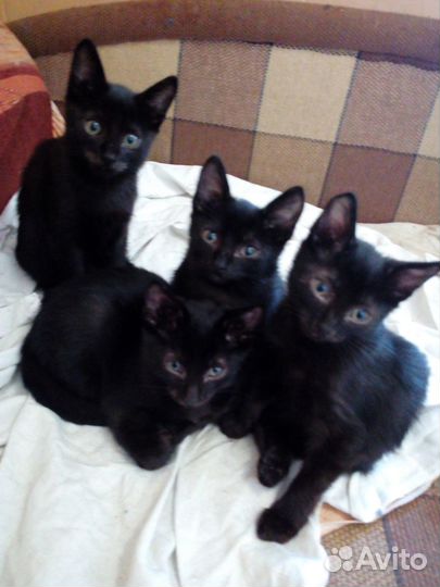 Отдам котят от кошки мышеловки