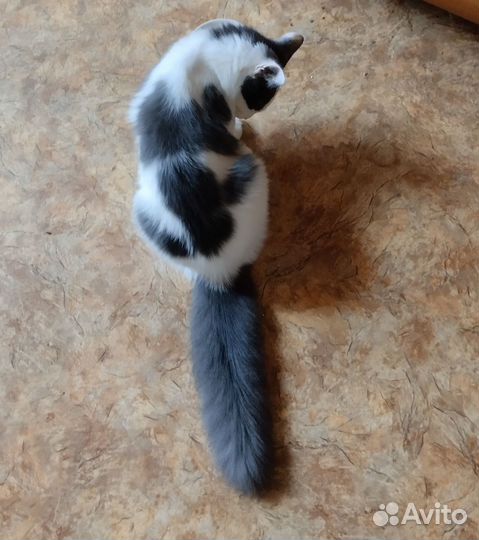Кошка