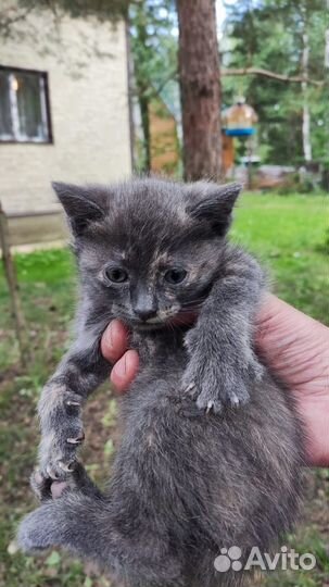 Отдаю котенка в добрые руки