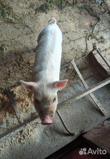 Поросята Дюрок