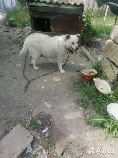 Отдам бесплатно щенков