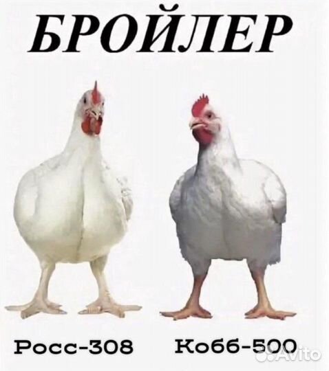 Бройлер подрощенный