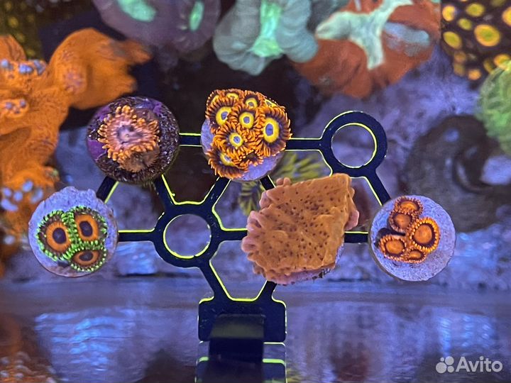 Полки для кораллов, кормушка для нори