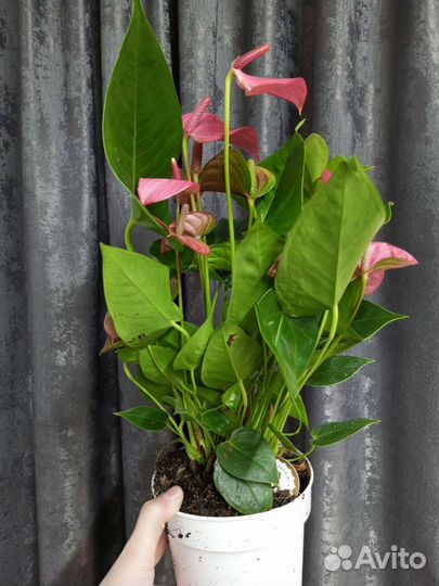 Антуриум Пинк чемпион