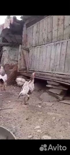Бойцовая курица два с половиной месяца