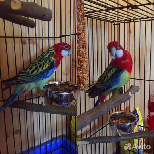 Птенцы пёстрой разеллы