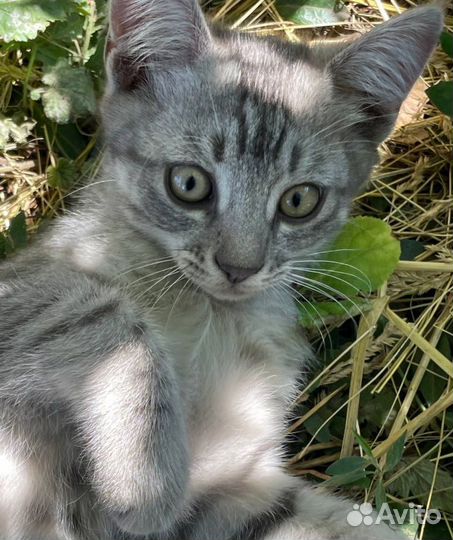 Котики мышеловы