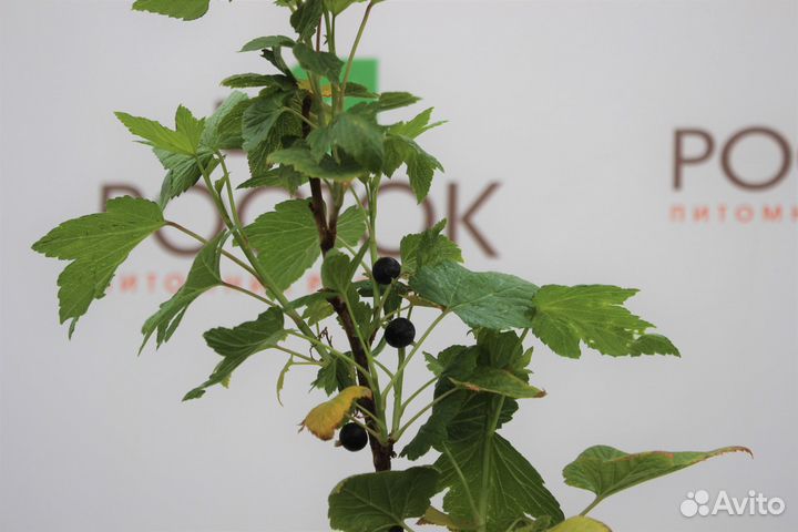 Саженцы смородина черная Экзотика