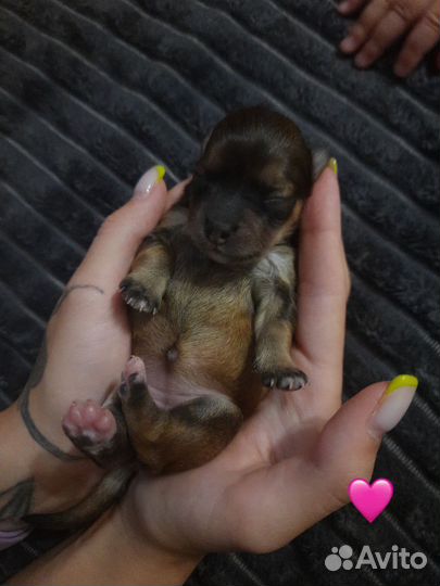 Щенки от маленькой собачки