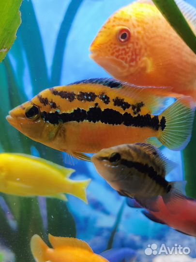 Сальвини,Сэджики,Фламинго,Хелены