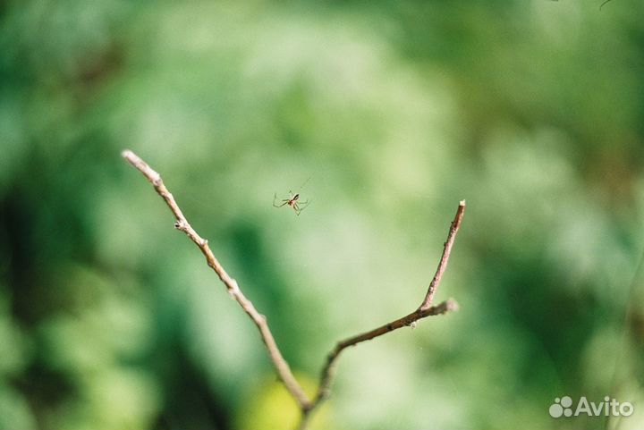 Nikon d80 + 18-135mm f/3.5-5.6 полная комплектация