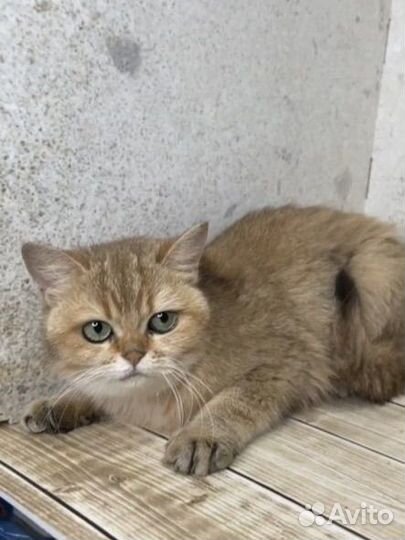 Британская кошка золотая
