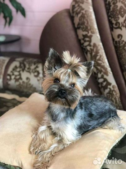 Йоркширский терьер (кобель) для вязки