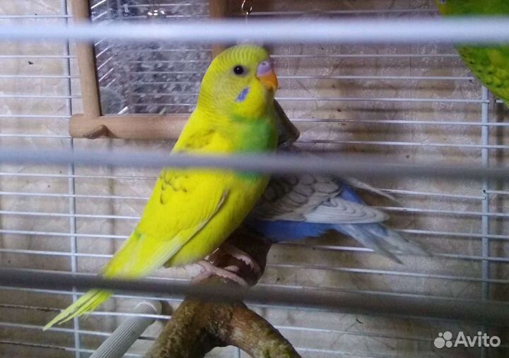 Домашние попугаи, сокращение стаи