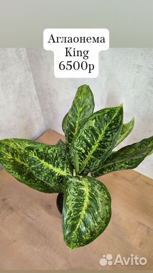 Аглаонемы Тай