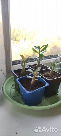 Комнатные домашние растения