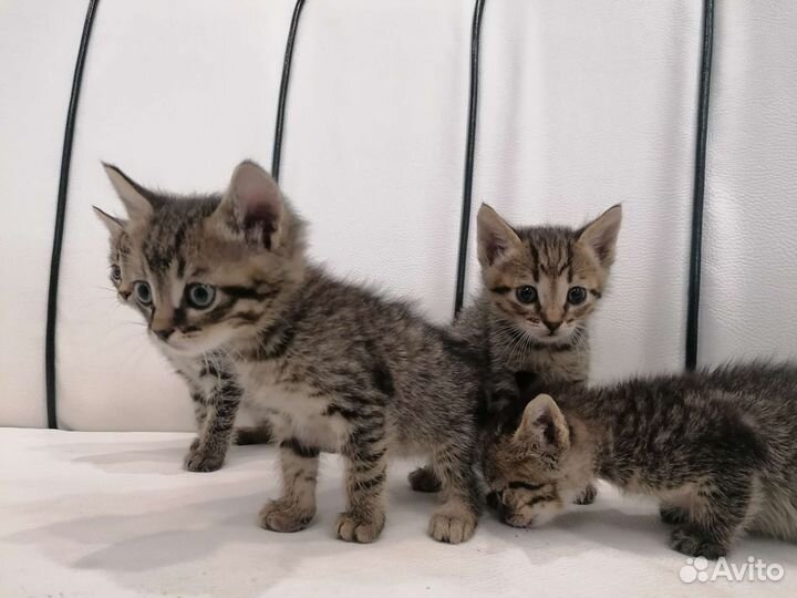 Котята в добрые руки бесплатно