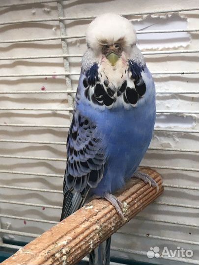 Выставочный Волнистый попугай,ввп,чех