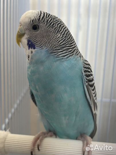 Продаю волнистых попугайчиков вместе с клеткой