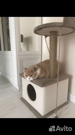 Котик в добрые руки