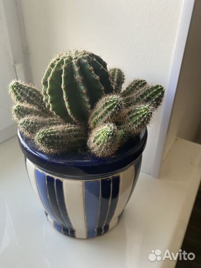 Катус. Комнатные растения. Обмен