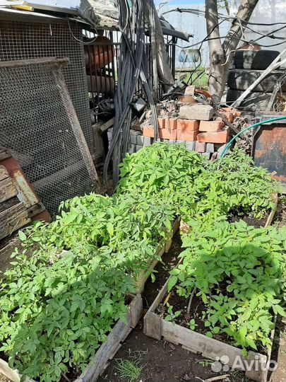 Рассада помидор и перцев