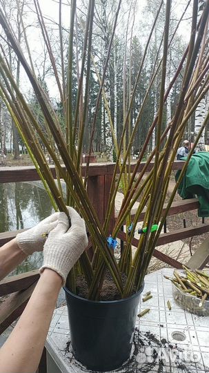 Ива сортовая черенки