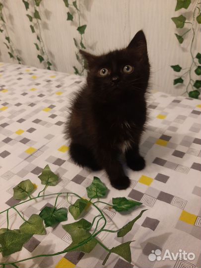 Домашние животные котята