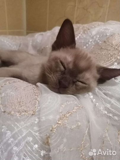 Бурианский котенок