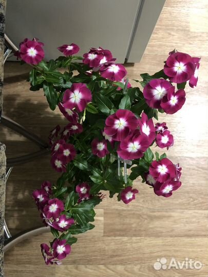 Комнатные цветы