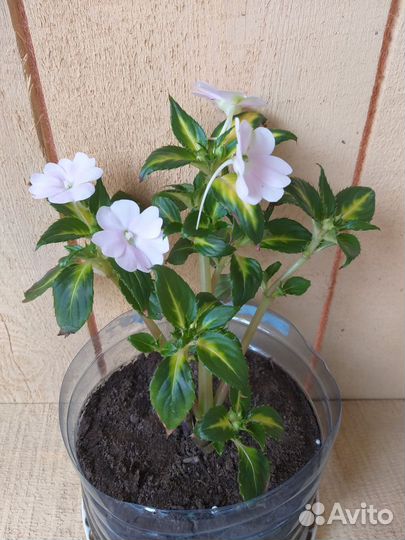 Бальзамин новогвинейский цветущий белый