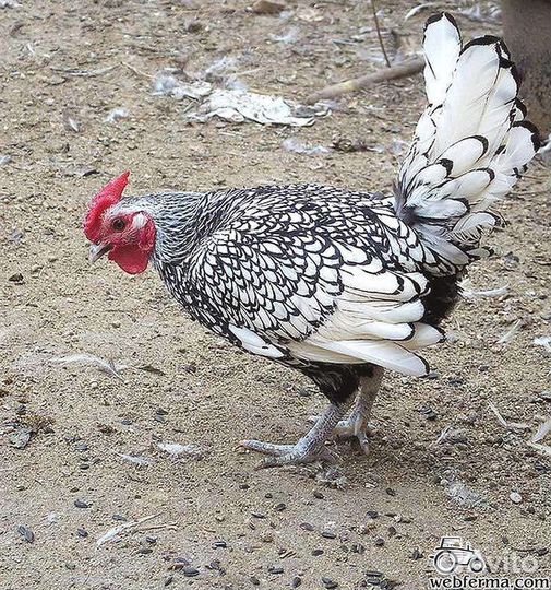 Фазаны Павлины Индюки американские дикие
